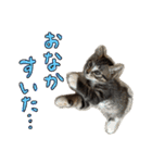 黒猫とキジ白（個別スタンプ：7）