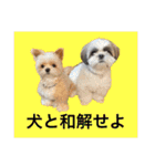 とらまるとししまるの動物字幕スタンプ（個別スタンプ：1）