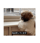 とらまるとししまるの動物字幕スタンプ（個別スタンプ：9）