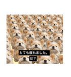 とらまるとししまるの動物字幕スタンプ（個別スタンプ：17）