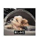 とらまるとししまるの動物字幕スタンプ（個別スタンプ：18）