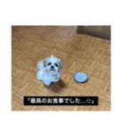 とらまるとししまるの動物字幕スタンプ（個別スタンプ：19）