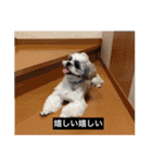 とらまるとししまるの動物字幕スタンプ（個別スタンプ：22）