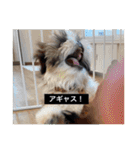 とらまるとししまるの動物字幕スタンプ（個別スタンプ：30）