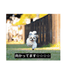 とらまるとししまるの動物字幕スタンプ（個別スタンプ：34）