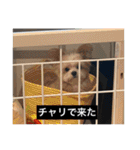 とらまるとししまるの動物字幕スタンプ（個別スタンプ：35）