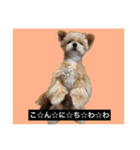 とらまるとししまるの動物字幕スタンプ（個別スタンプ：36）