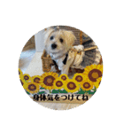 夏の季節coco（個別スタンプ：1）