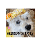 夏の季節coco（個別スタンプ：5）