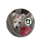 夏の季節coco（個別スタンプ：8）