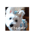 夏の季節coco（個別スタンプ：9）