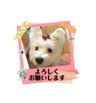 夏の季節coco（個別スタンプ：14）