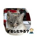 のりお＆あさり関西弁（個別スタンプ：11）