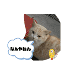 のりお＆あさり関西弁（個別スタンプ：23）