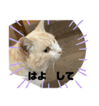 のりお＆あさり関西弁（個別スタンプ：38）