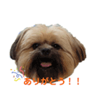 イウォーク犬アグと妹ルブ2（個別スタンプ：1）