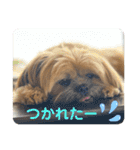 イウォーク犬アグと妹ルブ2（個別スタンプ：2）