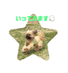 イウォーク犬アグと妹ルブ2（個別スタンプ：4）