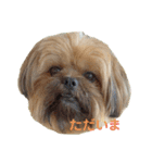 イウォーク犬アグと妹ルブ2（個別スタンプ：5）