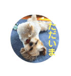 イウォーク犬アグと妹ルブ2（個別スタンプ：8）