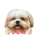 イウォーク犬アグと妹ルブ2（個別スタンプ：9）