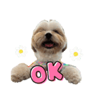 イウォーク犬アグと妹ルブ2（個別スタンプ：10）