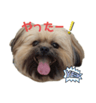 イウォーク犬アグと妹ルブ2（個別スタンプ：14）