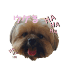 イウォーク犬アグと妹ルブ2（個別スタンプ：15）
