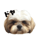 イウォーク犬アグと妹ルブ2（個別スタンプ：16）