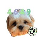 イウォーク犬アグと妹ルブ2（個別スタンプ：17）