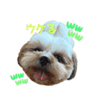 イウォーク犬アグと妹ルブ2（個別スタンプ：18）