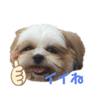 イウォーク犬アグと妹ルブ2（個別スタンプ：20）