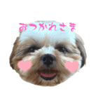 イウォーク犬アグと妹ルブ2（個別スタンプ：21）