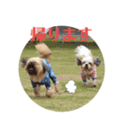 イウォーク犬アグと妹ルブ2（個別スタンプ：24）
