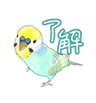 トリさん〜ほぼセキセイインコ〜（個別スタンプ：3）