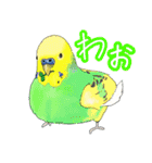 トリさん〜ほぼセキセイインコ〜（個別スタンプ：7）