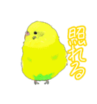 トリさん〜ほぼセキセイインコ〜（個別スタンプ：12）