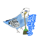 トリさん〜ほぼセキセイインコ〜（個別スタンプ：13）