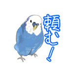 トリさん〜ほぼセキセイインコ〜（個別スタンプ：18）