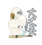 トリさん〜ほぼセキセイインコ〜（個別スタンプ：22）