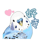 トリさん〜ほぼセキセイインコ〜（個別スタンプ：23）