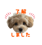 こいぬのハル（個別スタンプ：2）