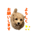 こいぬのハル（個別スタンプ：3）