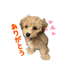 こいぬのハル（個別スタンプ：4）