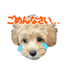 こいぬのハル（個別スタンプ：5）