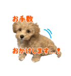 こいぬのハル（個別スタンプ：6）