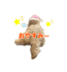 こいぬのハル（個別スタンプ：8）