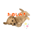 こいぬのハル（個別スタンプ：9）