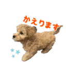 こいぬのハル（個別スタンプ：11）