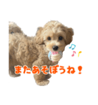 こいぬのハル（個別スタンプ：12）